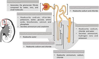 The Multifaceted Role of the Lysosomal Protease Cathepsins in Kidney Disease